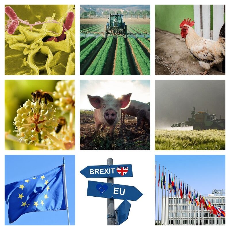 Brussels Bulletin