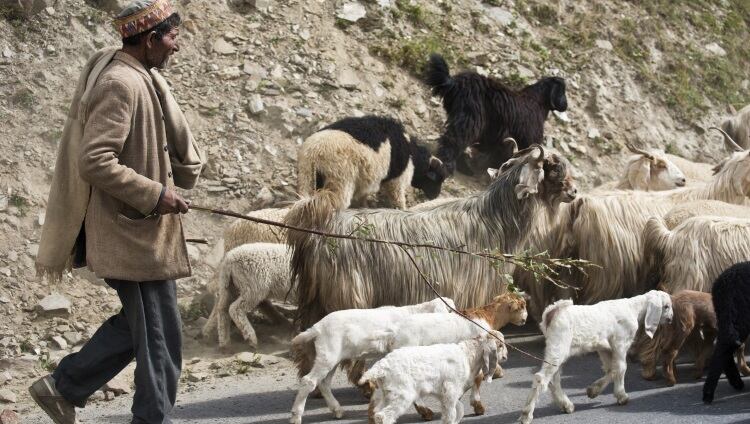 Indian meat traders outraged by EID livestock export ban