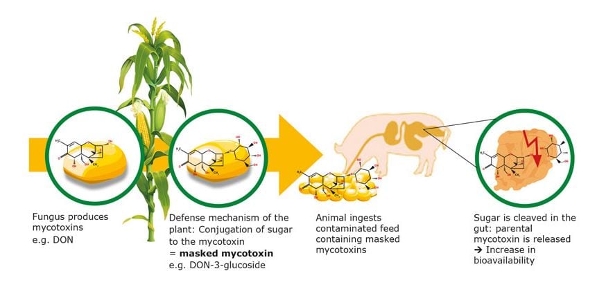 MYCOTOXINS.jpg