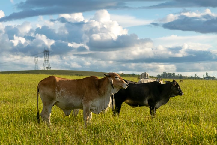 SPINS data shines light on why ‘consumers returned to real dairy in droves during the pandemic’