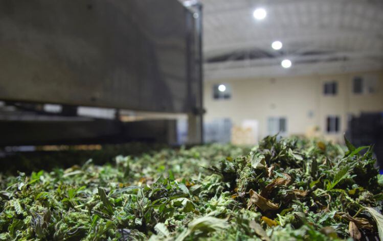 HEMP8-deploys-novel-drying-technology-to-transform-hemp-derived-CBD-industry.jpg