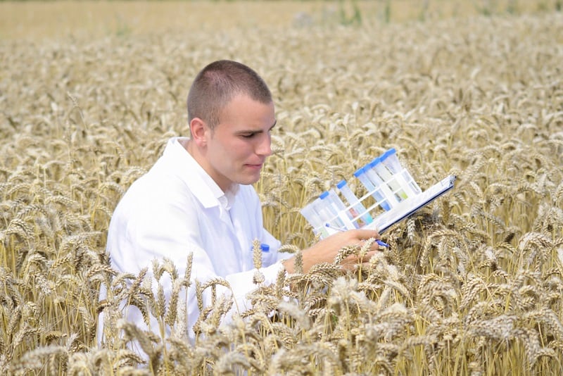wheat-science.jpg