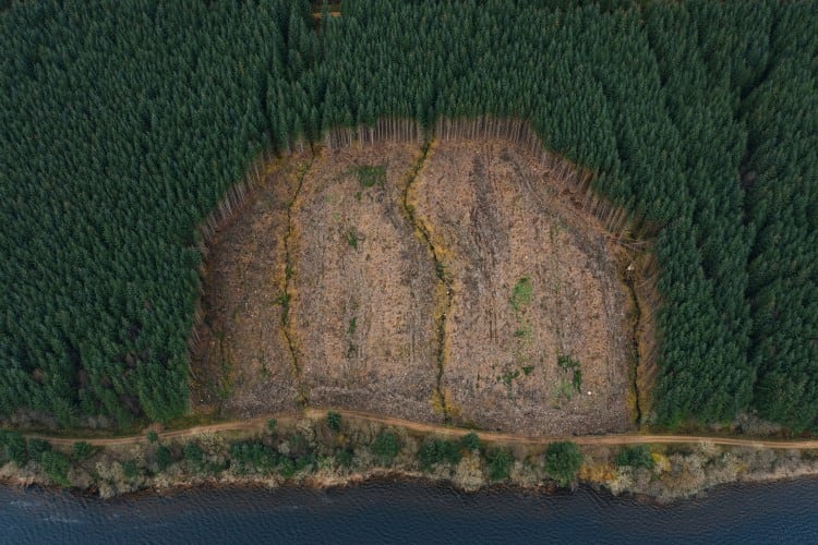 EUDR delay: Deforestation progress on hold