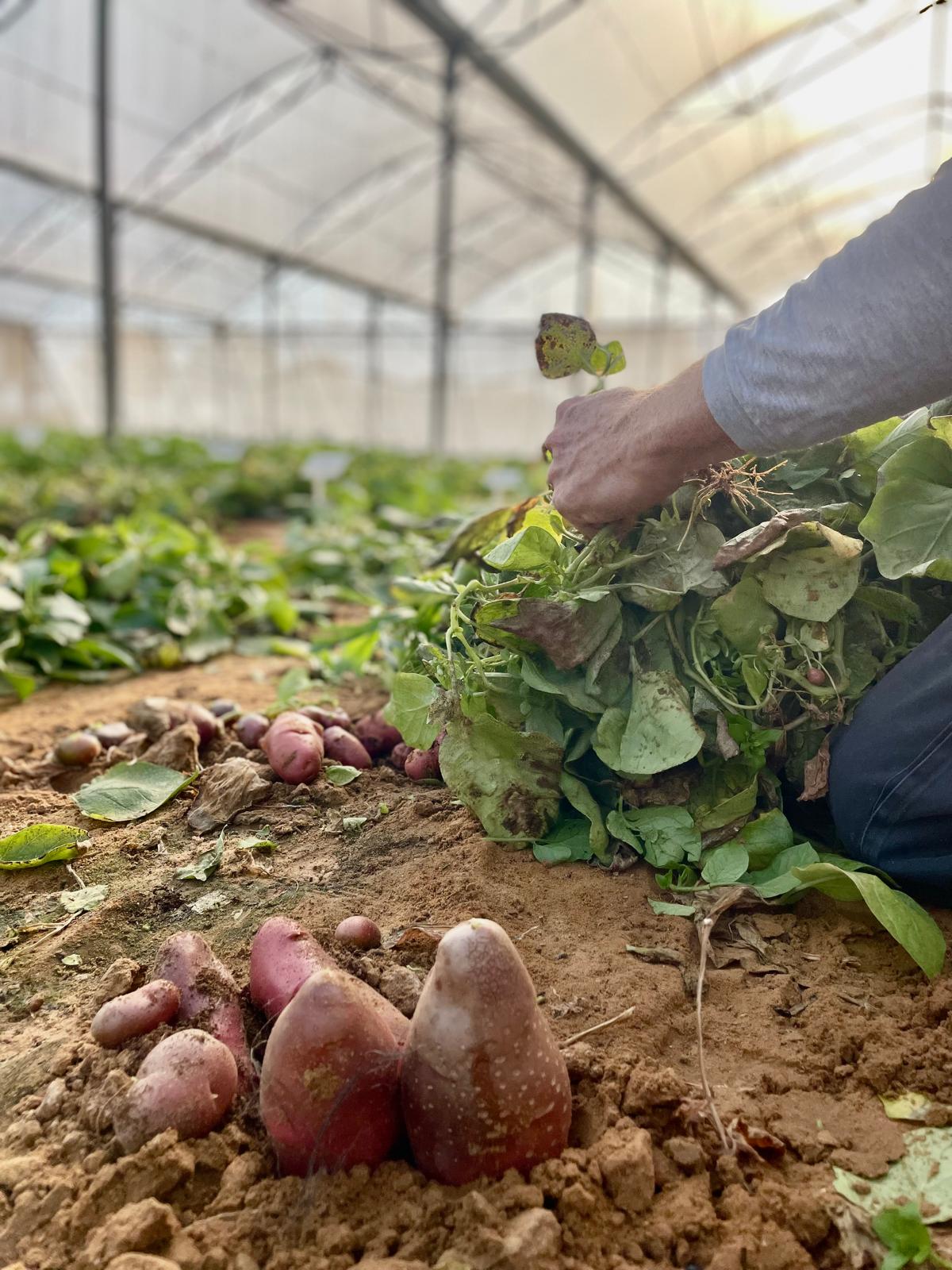 Polopo's potato harvest