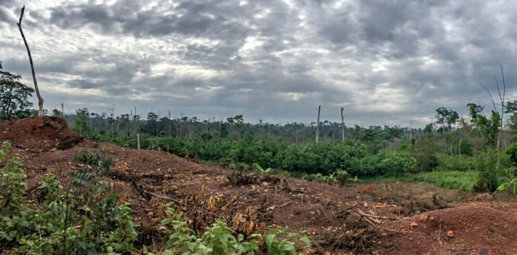 Report-finds-EU-cocoa-beans-from-Cote-d-Ivoire-farmed-from-deforested-land-in-neighboring-Liberia.jpg