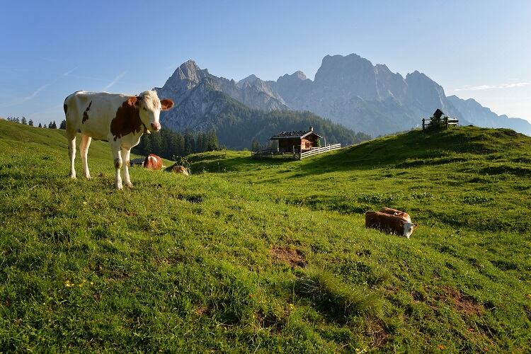 austria-farm-Steinbergpix.jpg