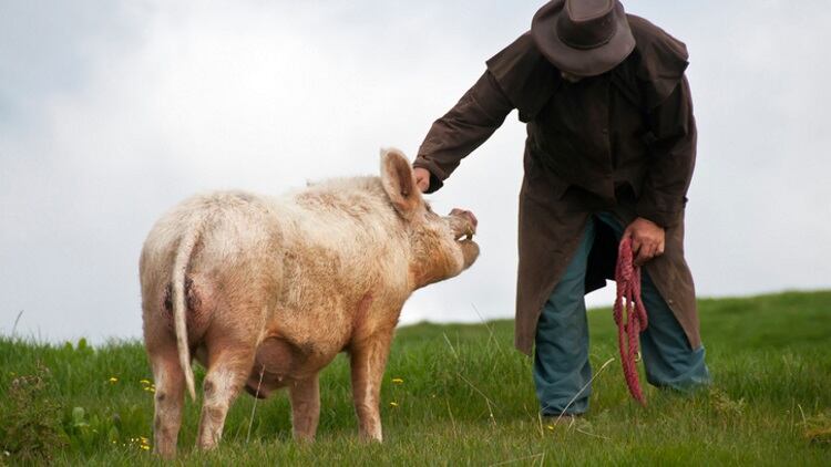 National-Pork-Board-creates-sustainability-research-program.jpg
