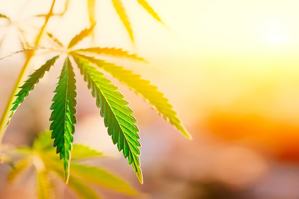Top FDA official: ‘Anyone who thinks CBD is lawful is mistaken’