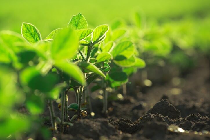 Innovative manufacturers, organic farmers team to create a win-win demand for rotational crops