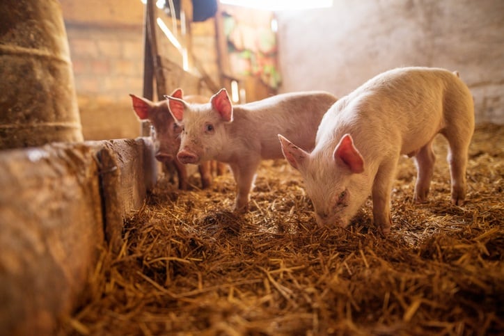 Tyson-Foods-expects-a-sales-boost-from-African-Swine-Fever-but-warns-the-disease-could-spread-to-US.jpg