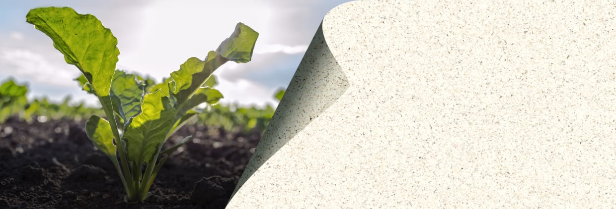 Sugar beet pulp promises functional improvements in paper products