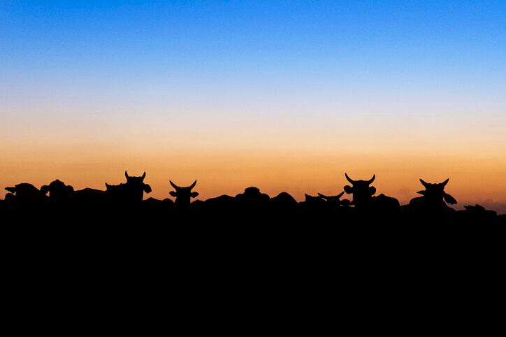 Marfrig discusses its net zero beef ambition: ‘Regenerative agriculture is absolutely key’