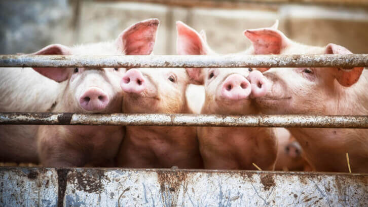 Major-food-industry-players-agree-to-comply-with-Proposition-12.jpg