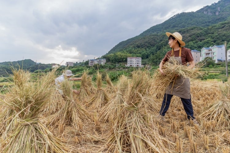 ‘Strikingly low’: FAO condemns ‘diminishing’ funding for agrifood systems amid slow climate change progress
