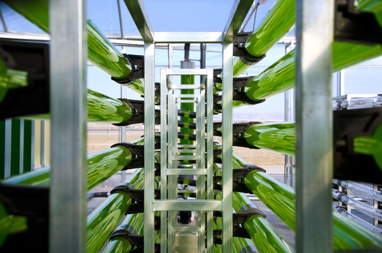 ‘The opportunities for microalgae are massive’: AlgaEnergy eyes growth in food following Yokogawa tie-up