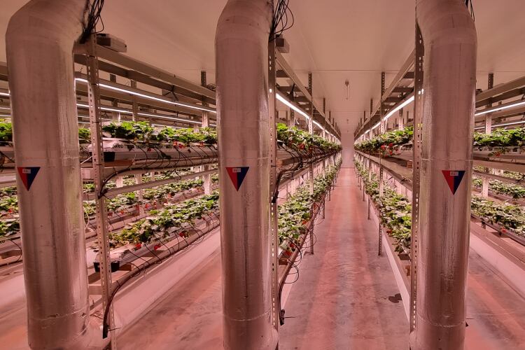 ‘We tackle challenges surrounding energy head-on’: How FlexFarming is doing vertical farming differently