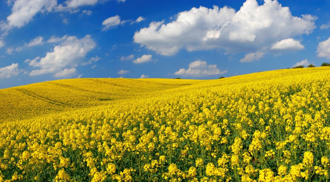 Rapeseed-Canola-Field-c-ADM.jpg