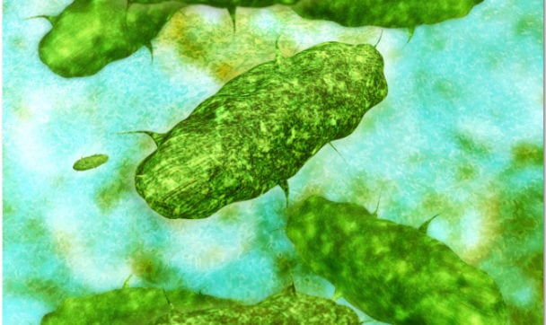 Gut-bacteria-source-istock-photo.jpg
