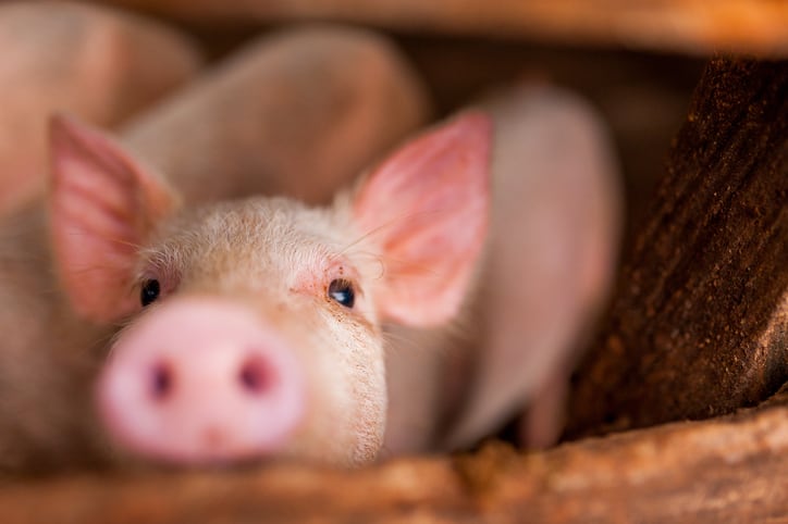 Hormel-Foods-cuts-ractopamine-use-in-swine-supply.jpg