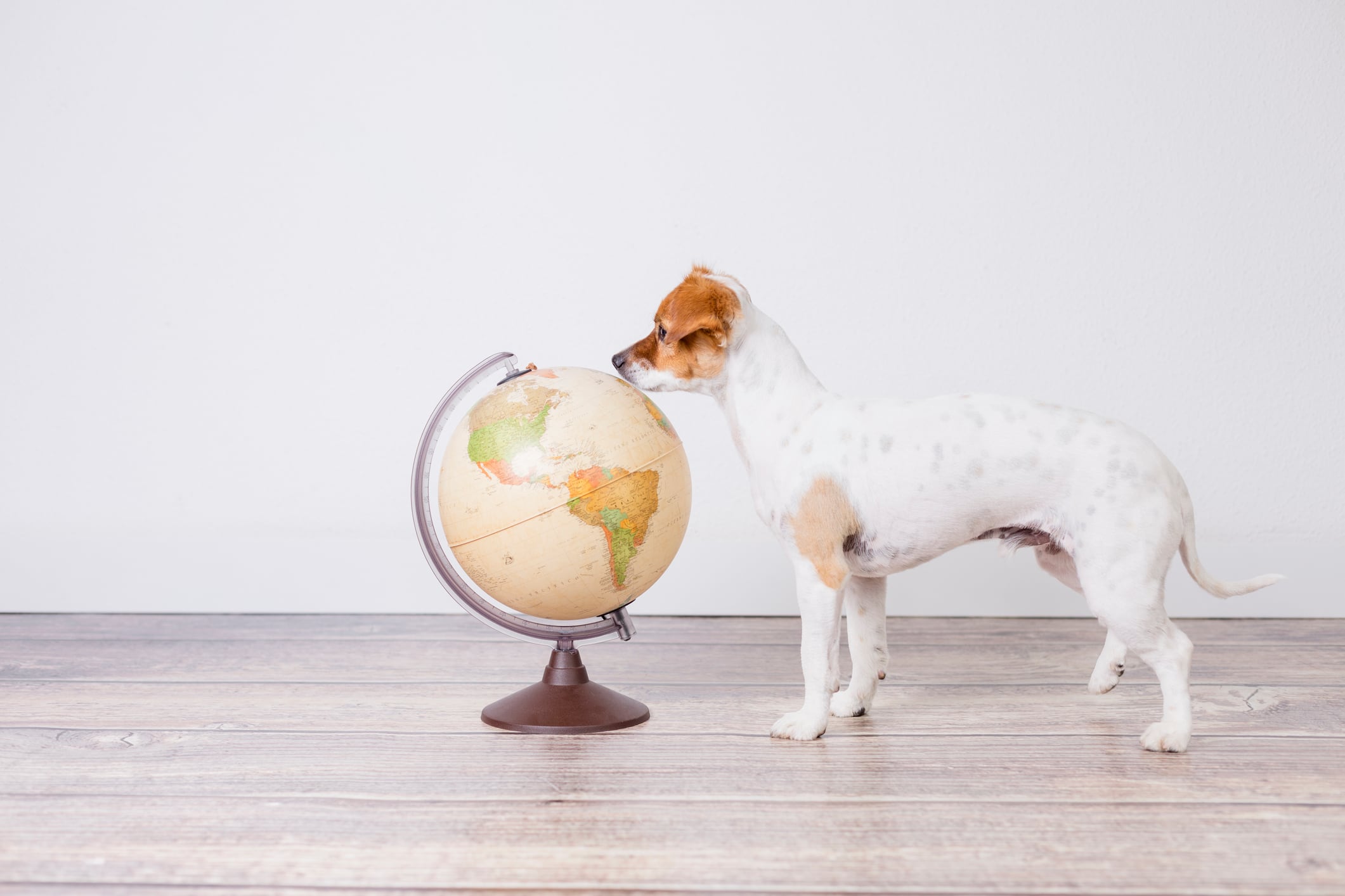 dog sitting on the floor, white background with world globe besides. Travel and education concept. Lifestyle