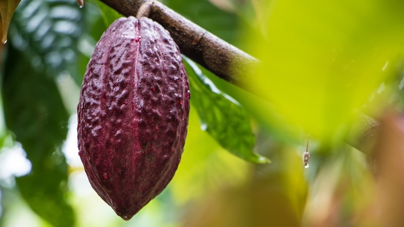 Cocoa supply chains remain volatile in 2025, but Luker Chocolate continues to make progress on its sustainability agenda.