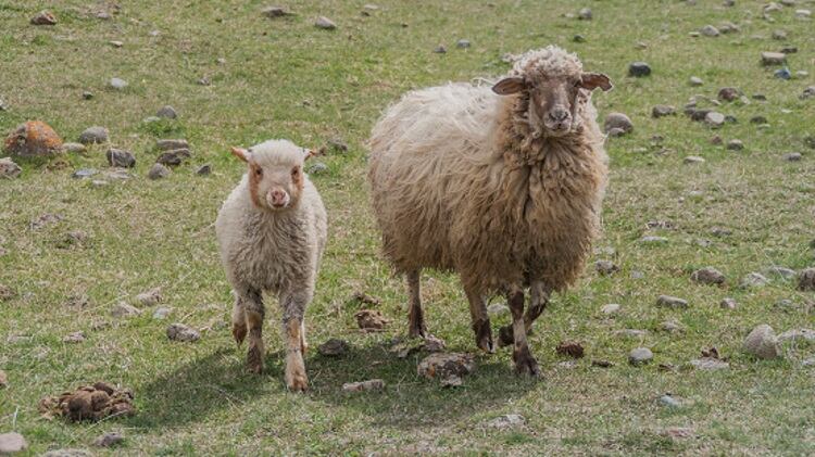 Romanian cooperative to invest €6m in sheep meat project