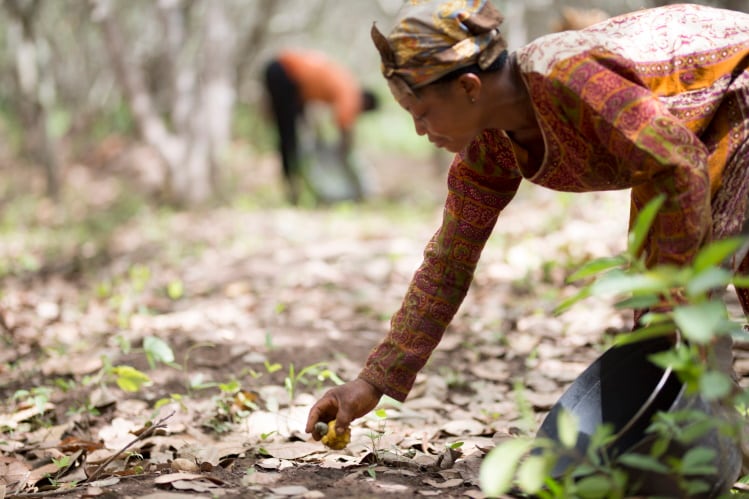 The Cashew Trail: Olam Food Ingredients targets poverty in cashew supply