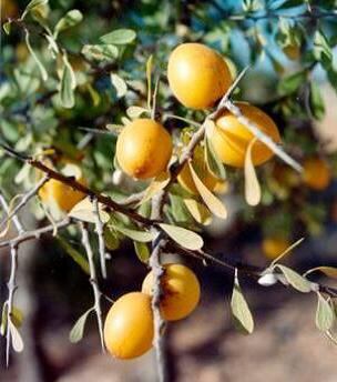 fruit-tree.jpg
