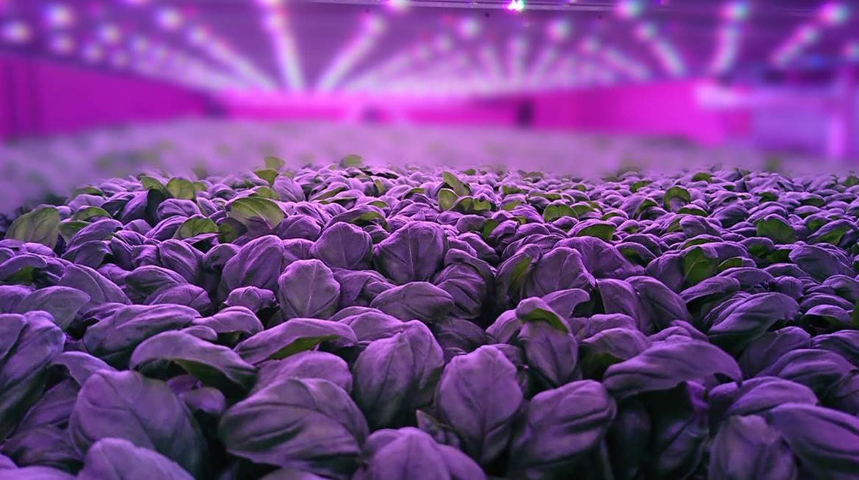 ‘We are right at the starting gate’: Vertical farming could change the food system
