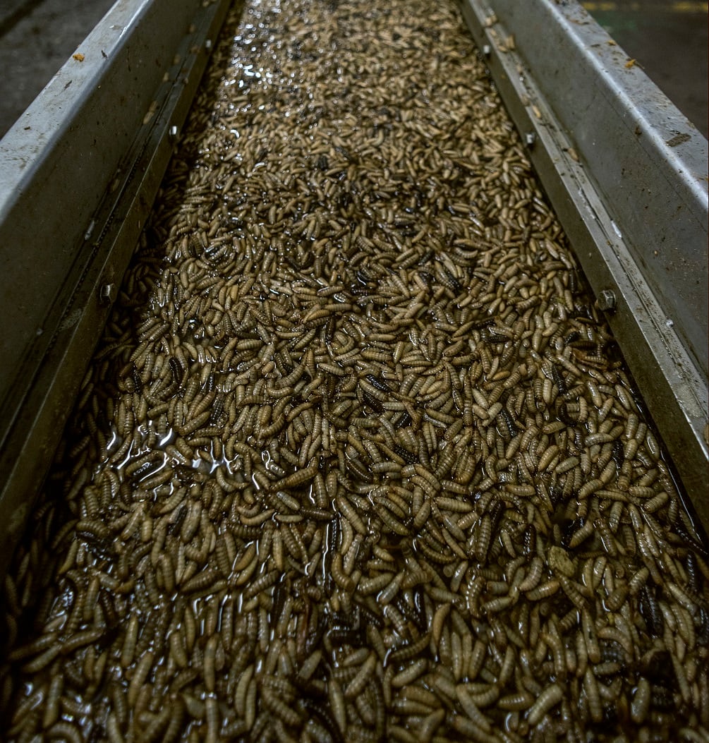 agriprotein-bsf-larvae.jpg