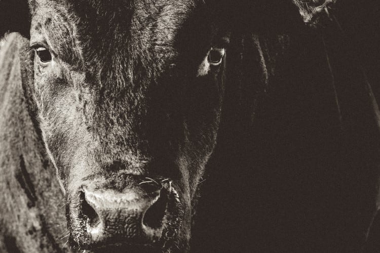 Canada to invest CA$1.7m to improve beef and dairy cattle genetics