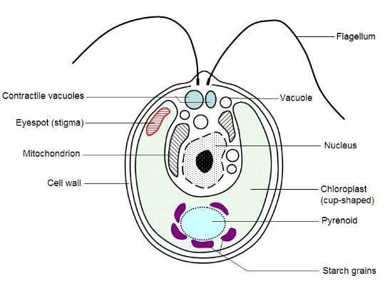 triton-cell.jpg
