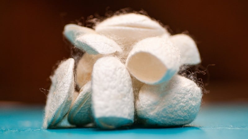 Silk’s shelf life boost: New food coating tech to begin commercialisation journey with high value products