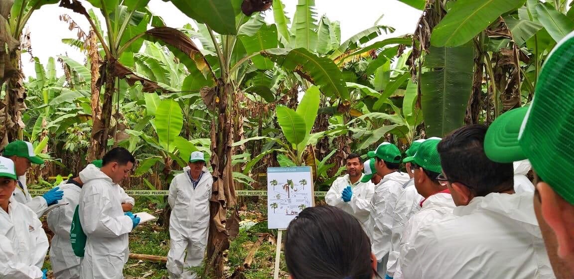 FAO-and-partners-intensify-efforts-to-help-countries-combat-banana-disease-threat.jpg
