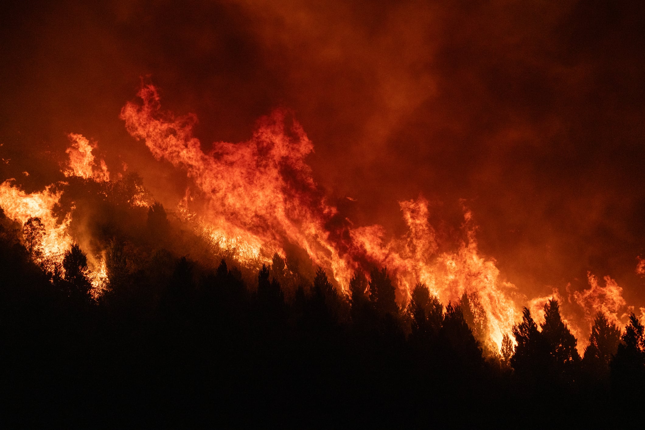 Forest fire
