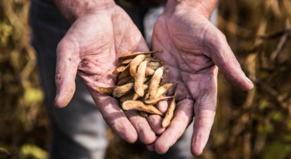 Alpro-s-first-Flemish-soy-harvest-2017.jpg