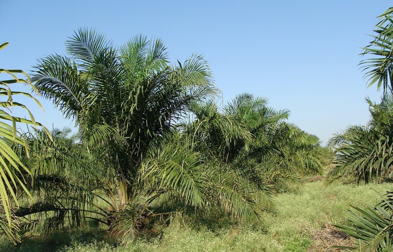 oil-palm-plantation.jpg