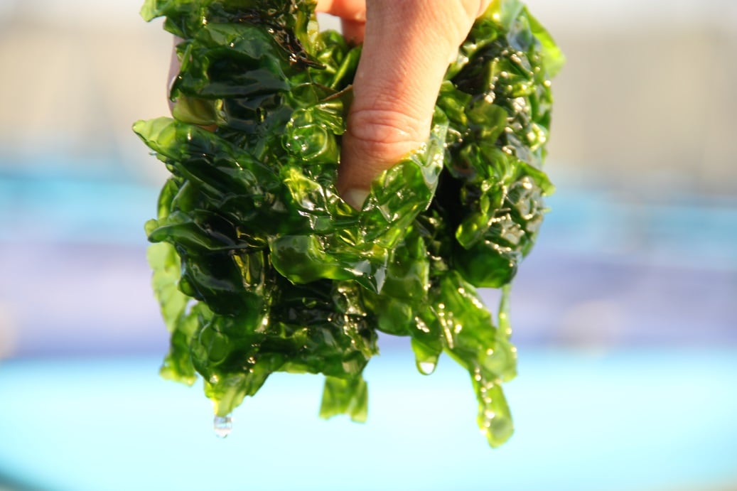 Seakura: 'We are at the frontier of land-based seaweed cultivation' 