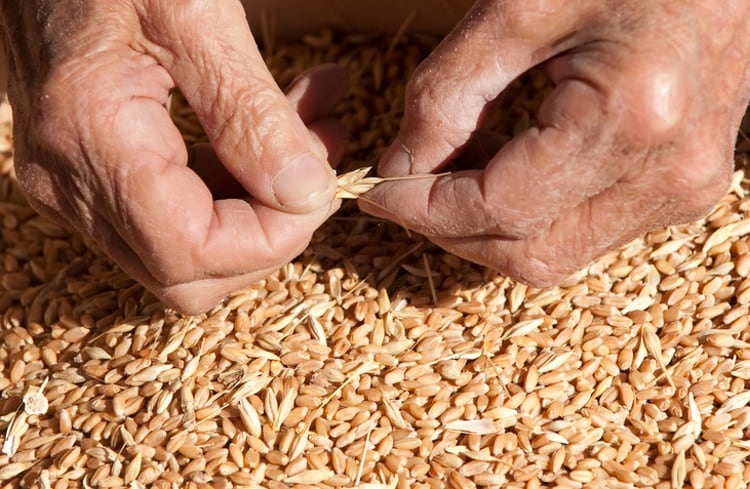 Breakthrough Crop Challenge to award $1.3m to root out world’s ‘forgotten food’