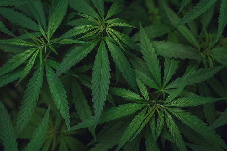 CV Sciences, Alkemist Labs team up with NIST to improve hemp/CBD testing