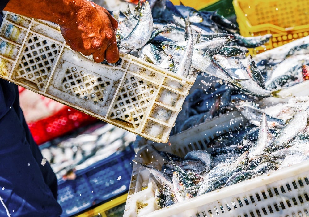 A-major-milestone-towards-sustainable-seafood-production-in-Ecuador-FIP-accepted-onto-the-IFFO-RS-Improver-Programme.jpg