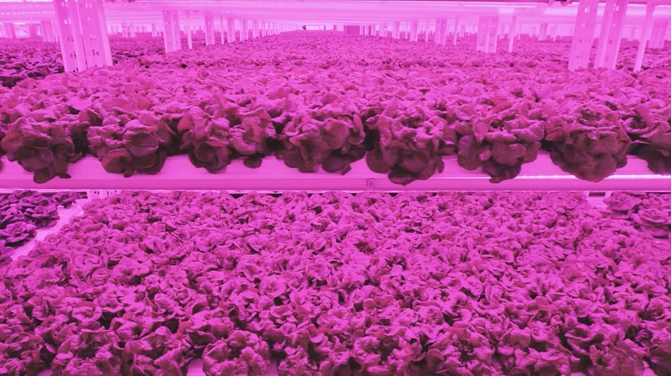 Kalera-distributes-first-indoor-grown-leafy-green-harvest-to-Atlanta-area.jpg