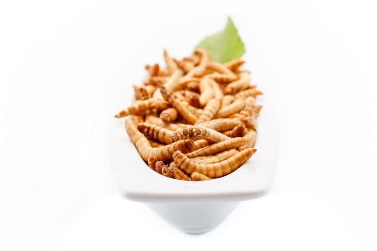Divaks gets €3m boost to introduce yellow mealworm to the bakery and snacks sectors