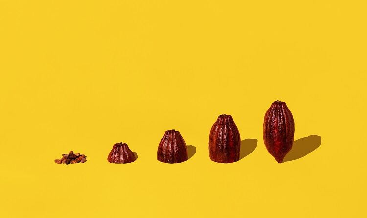 Cacao guide aims to help producers communicate the quality of their cacao
