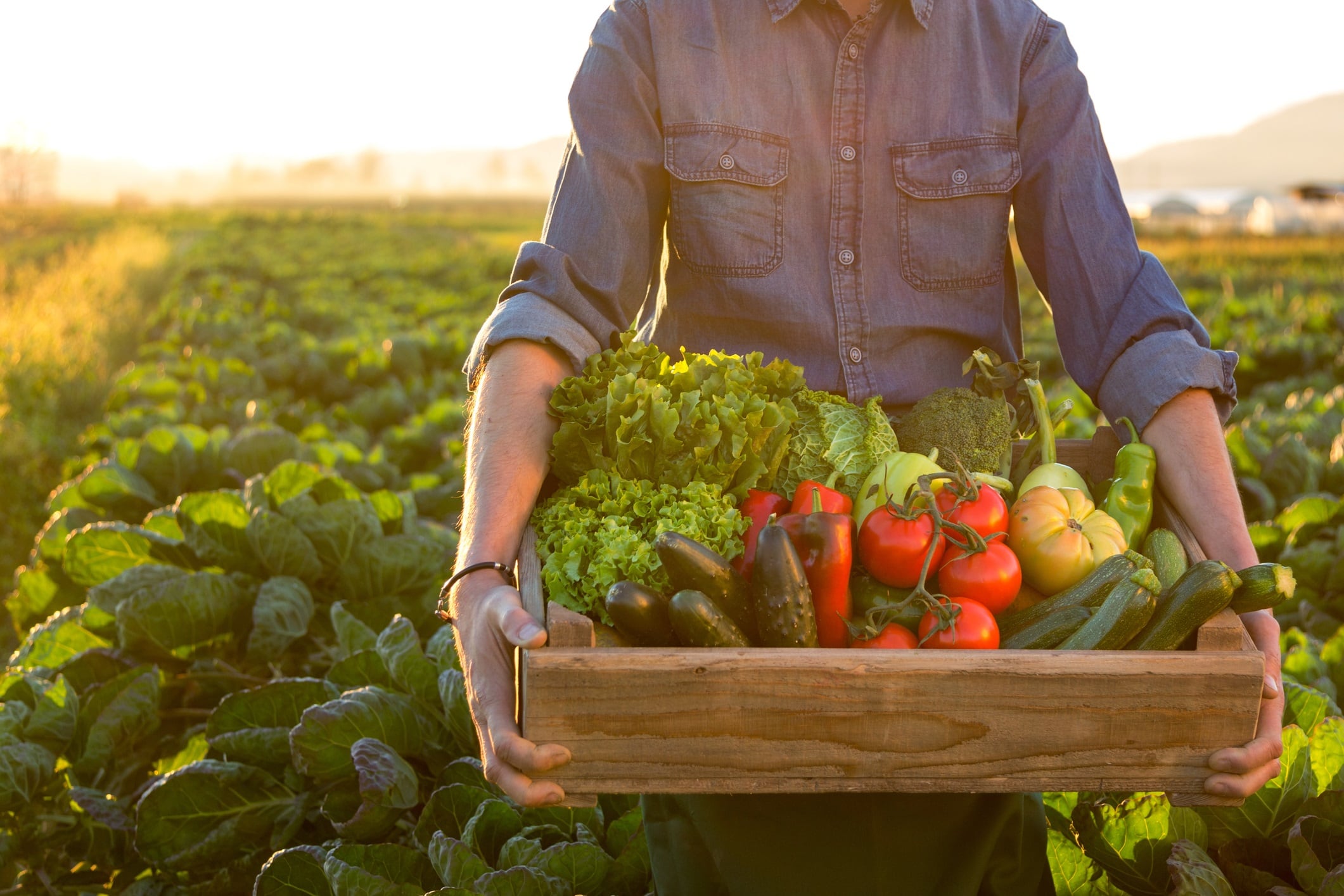 Food industry fight against crop-killing parasites just got easier 