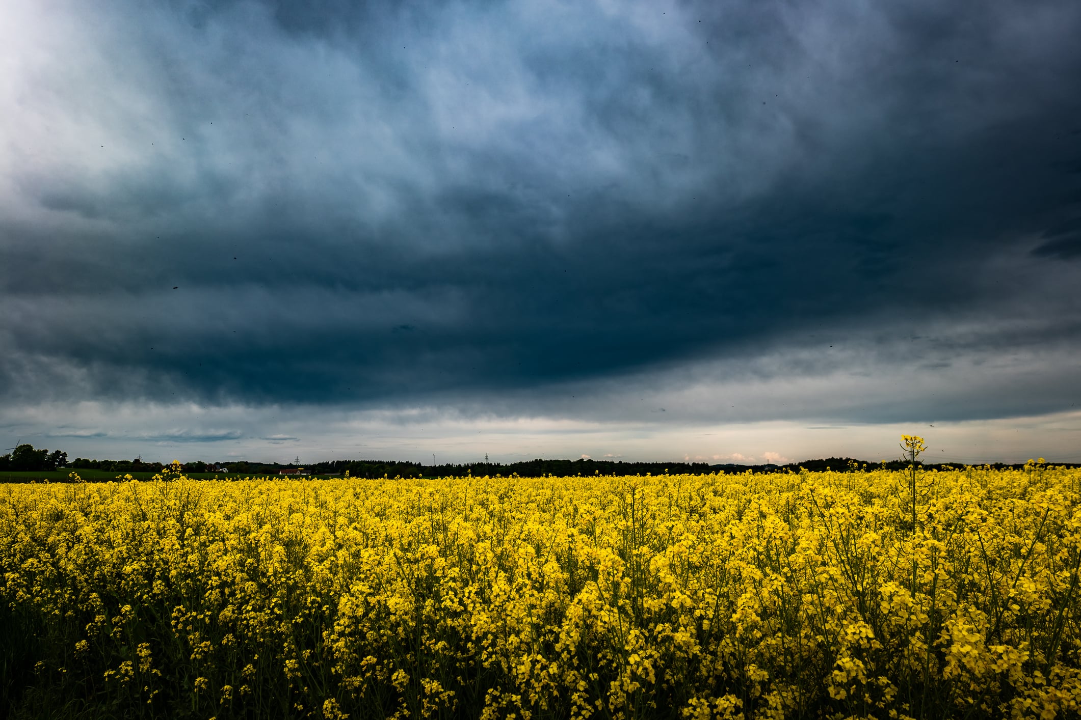 Dark clouds over a rapeseed field