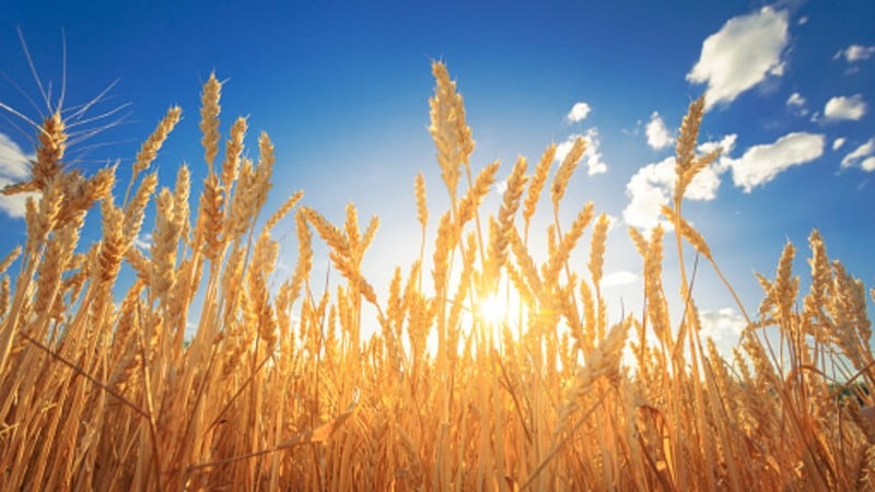 ‘China’s grain, China’s rice bowl’: Stability to take precedence in national food security strategy and 14th Five-Year Plan