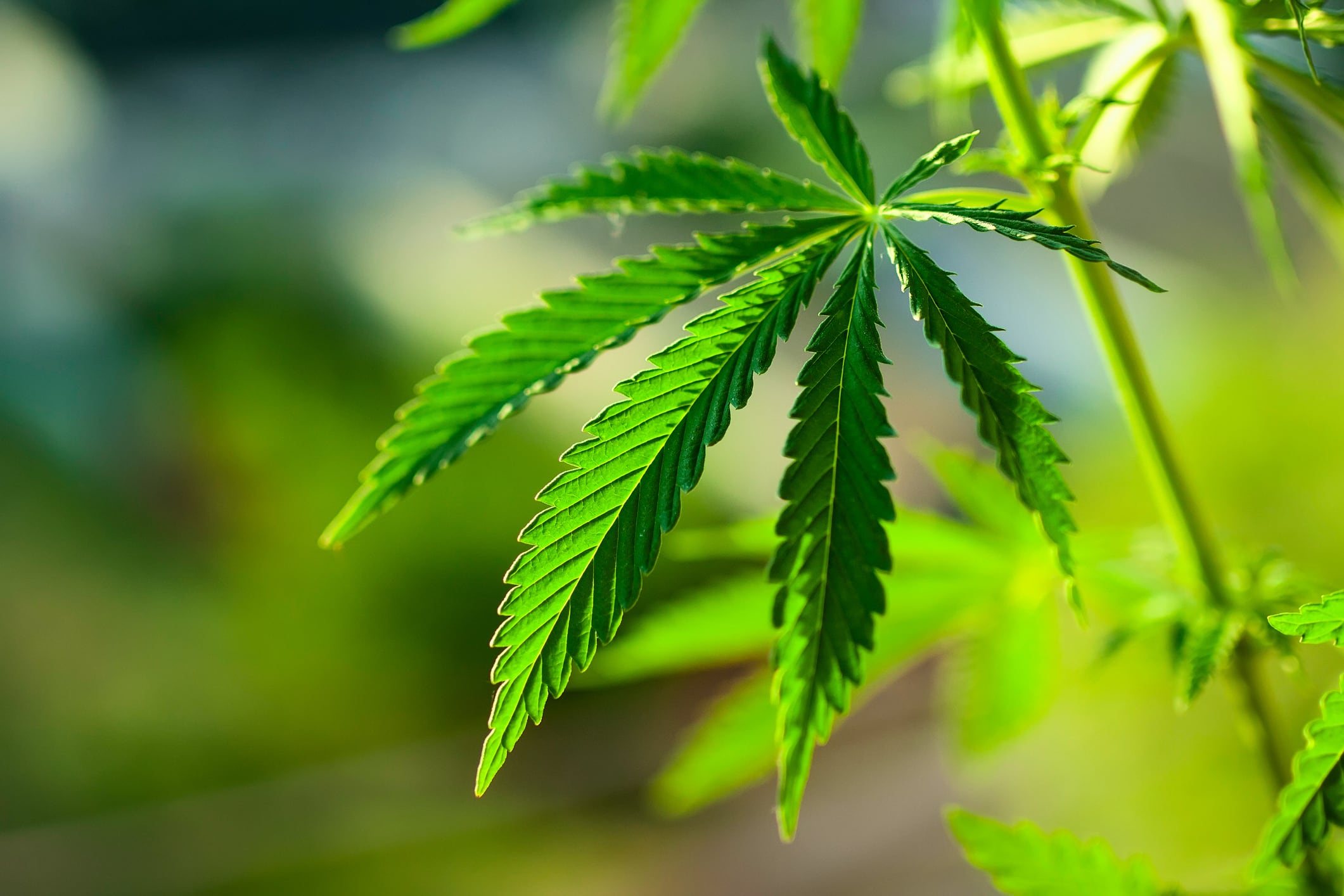 SPECIAL FEATURE: What is the regulatory status of CBD in food and beverage products?    