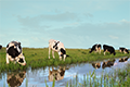 Dairy proteins: complete proteins for versatile nutritious and tasty applications