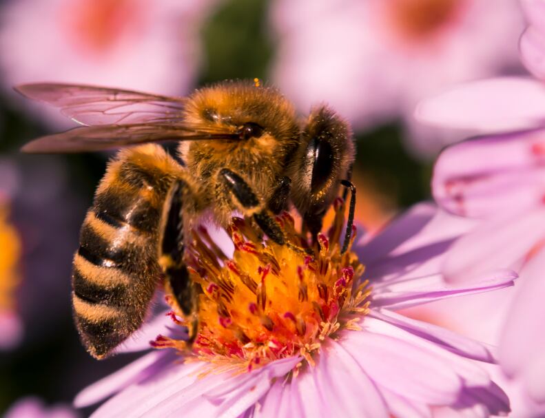 Campaigners-demand-pesticides-crack-down.jpg